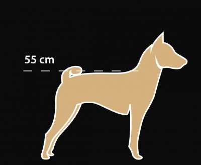size guide hund 55 cm 2